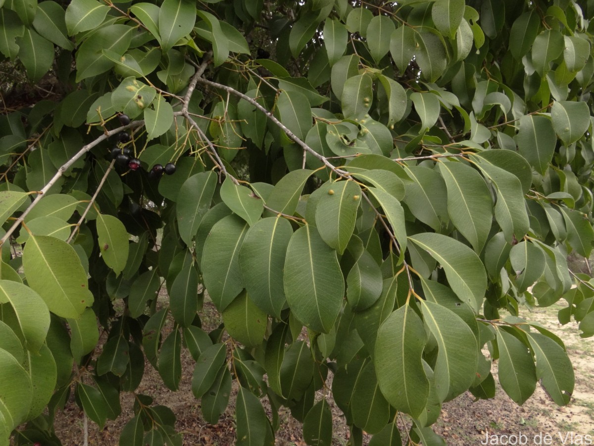 Syzygium cumini (L.) Skeels